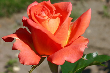 Цветы в розницу