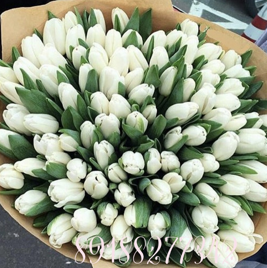 101 белый тюльпан