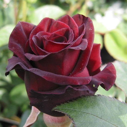 Черная магия