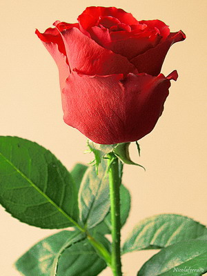 Мадам Дельбар