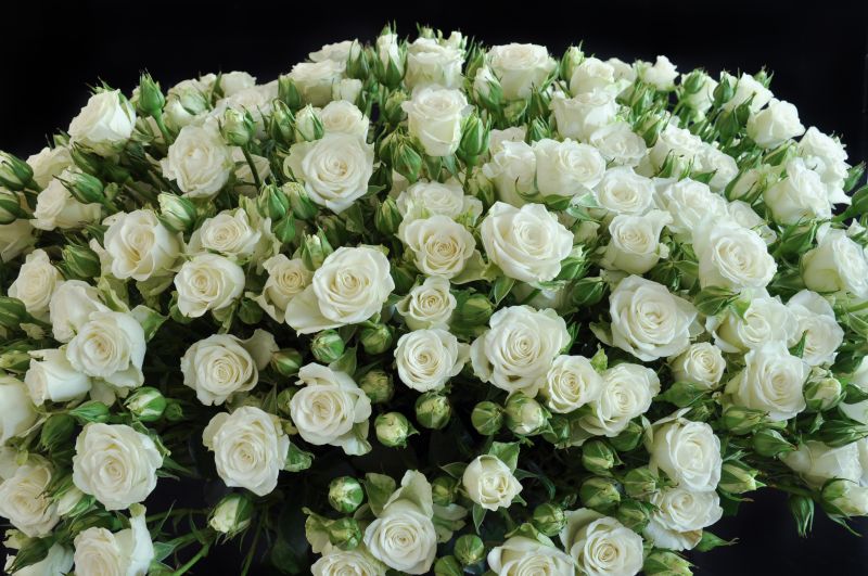 Кустовая роза    Аргентина