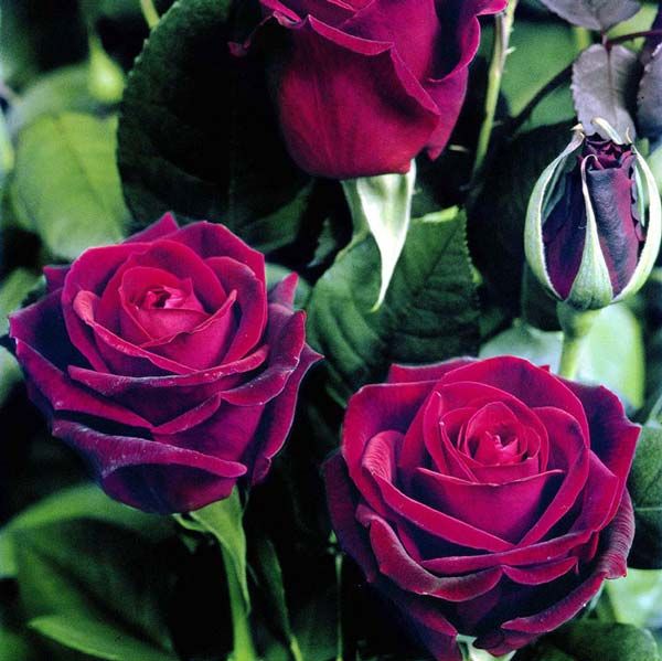 Черный Принц