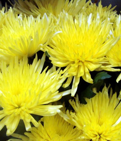 Хризантема