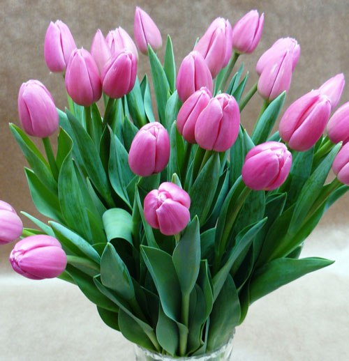 Тюльпаны розовые