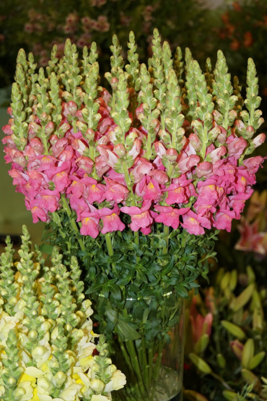 Львиный зев