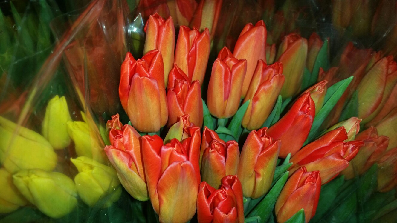 Тюльпан оранж