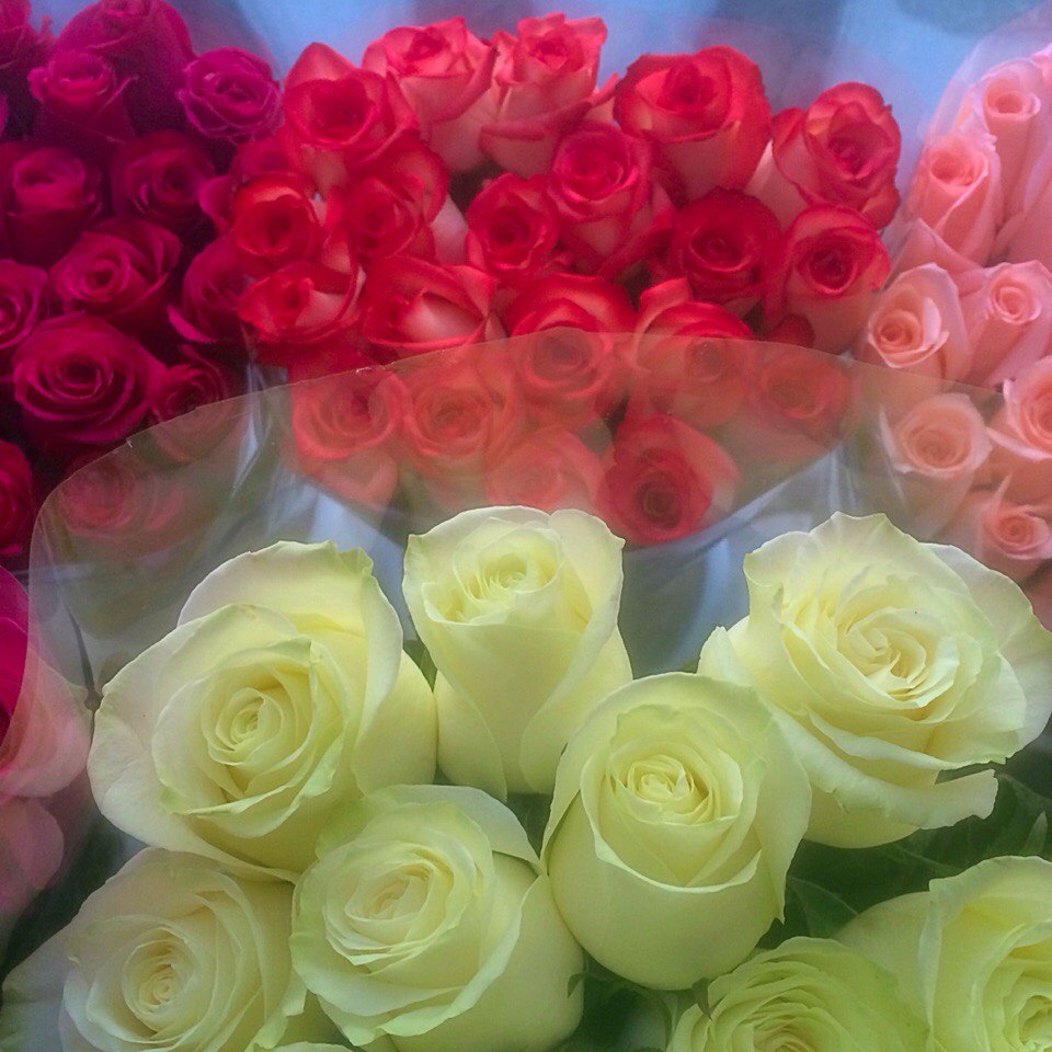 Местные розы