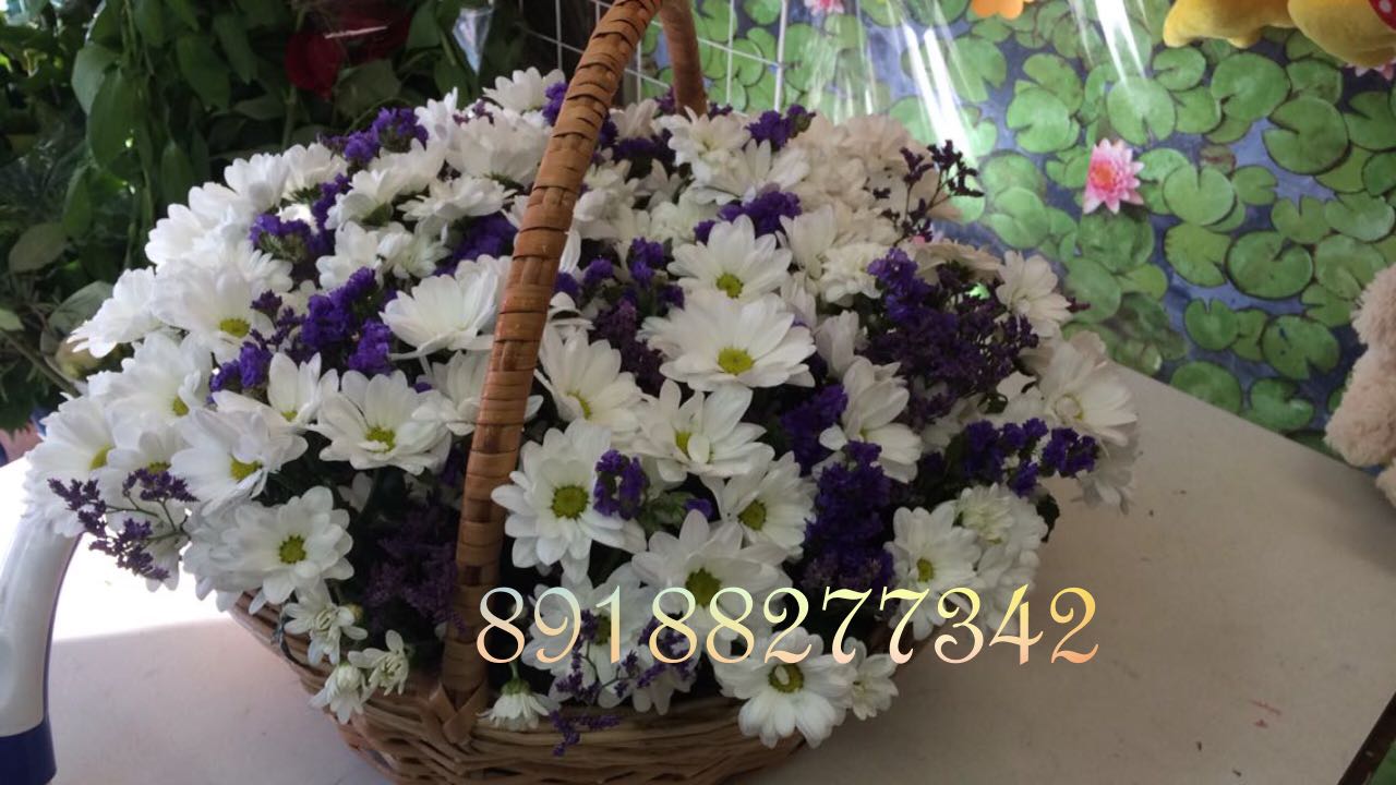 Рамашковое поле