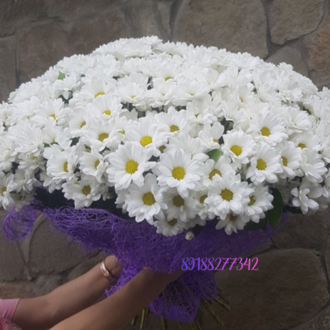 Ромашковое Поле 