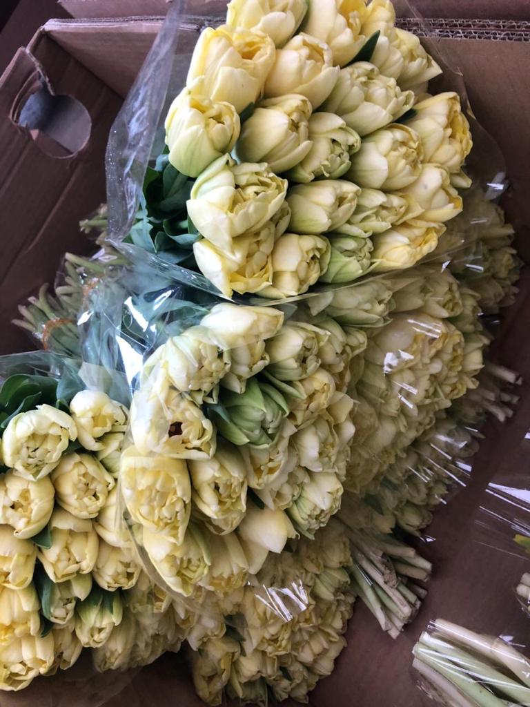 Сорт Такома