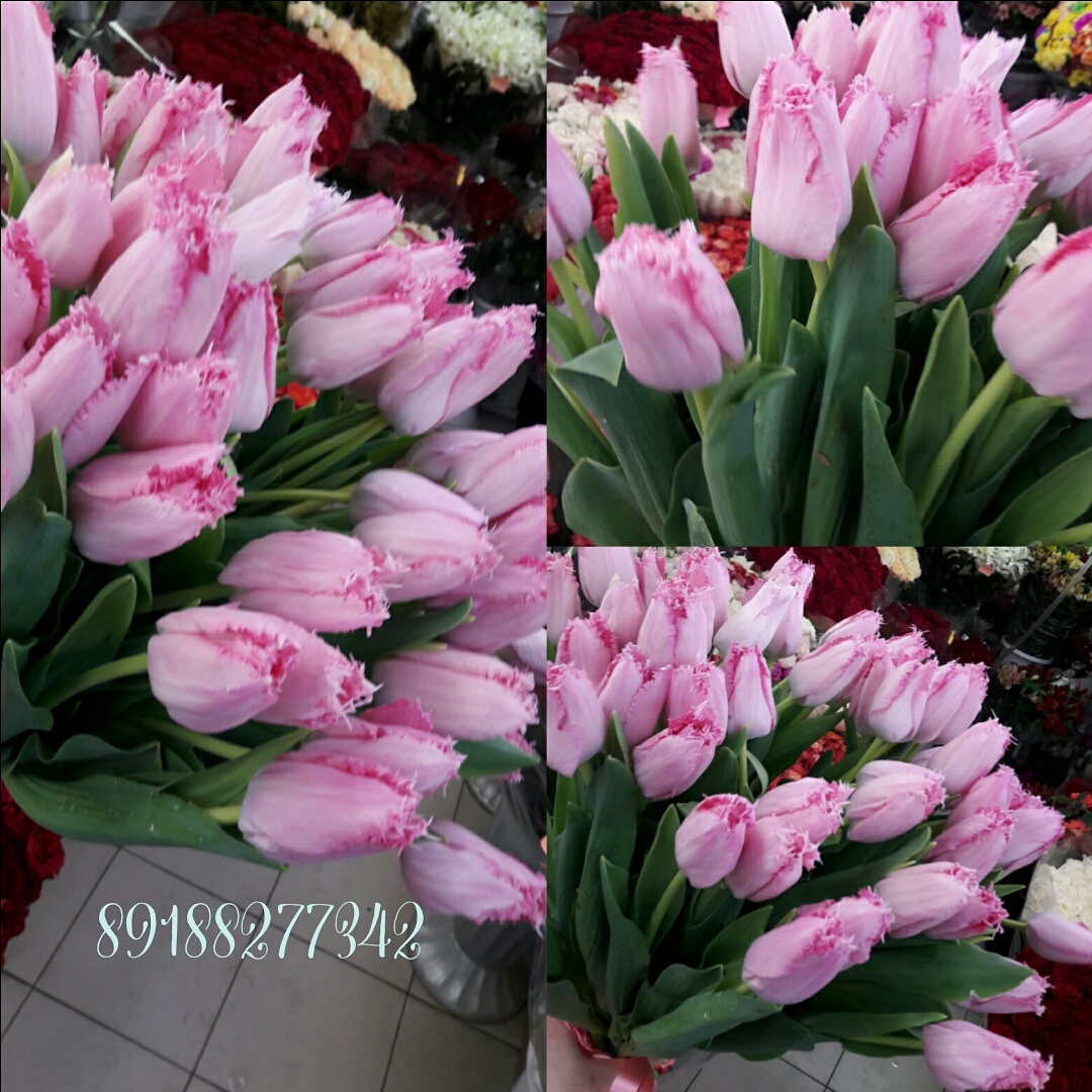 Розовый тюльпан 25 штук