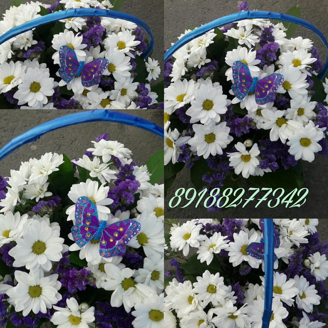 Ромашашковое поле