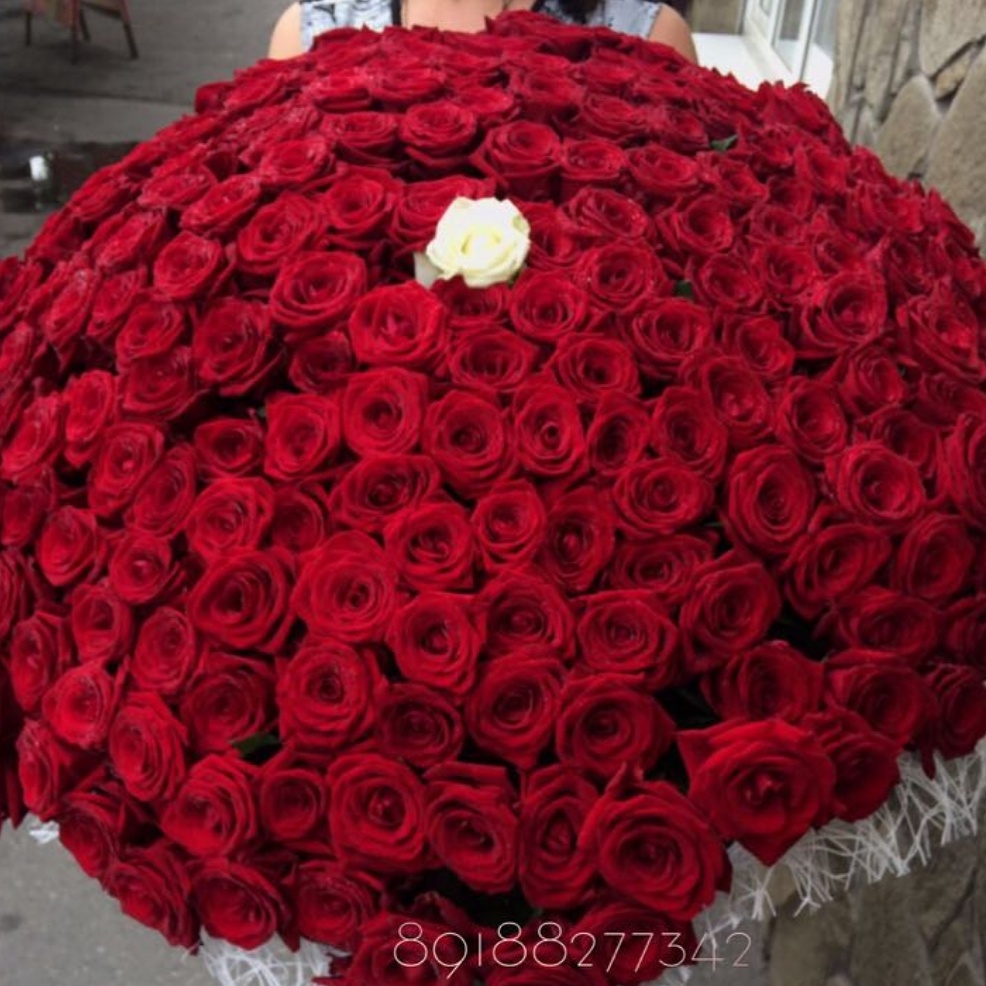 201 Красная роза