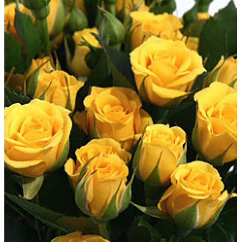 Кустовая роза    Акито