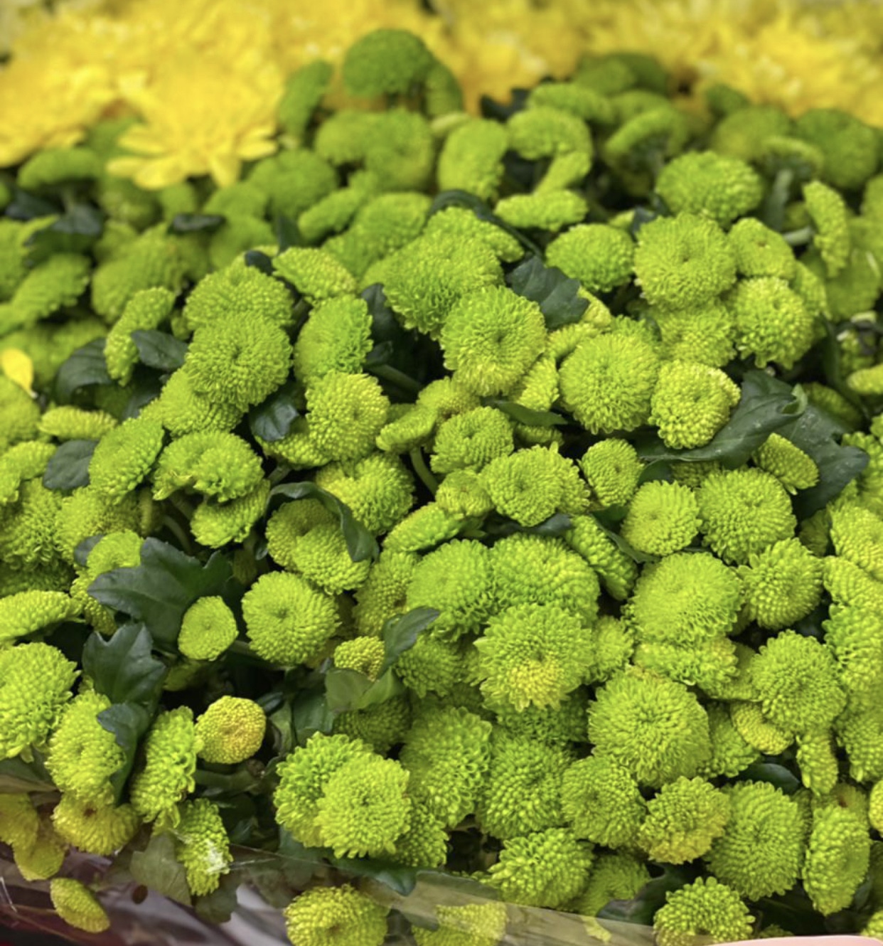 Хризантема филин грин