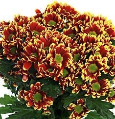 Хризантема Папая