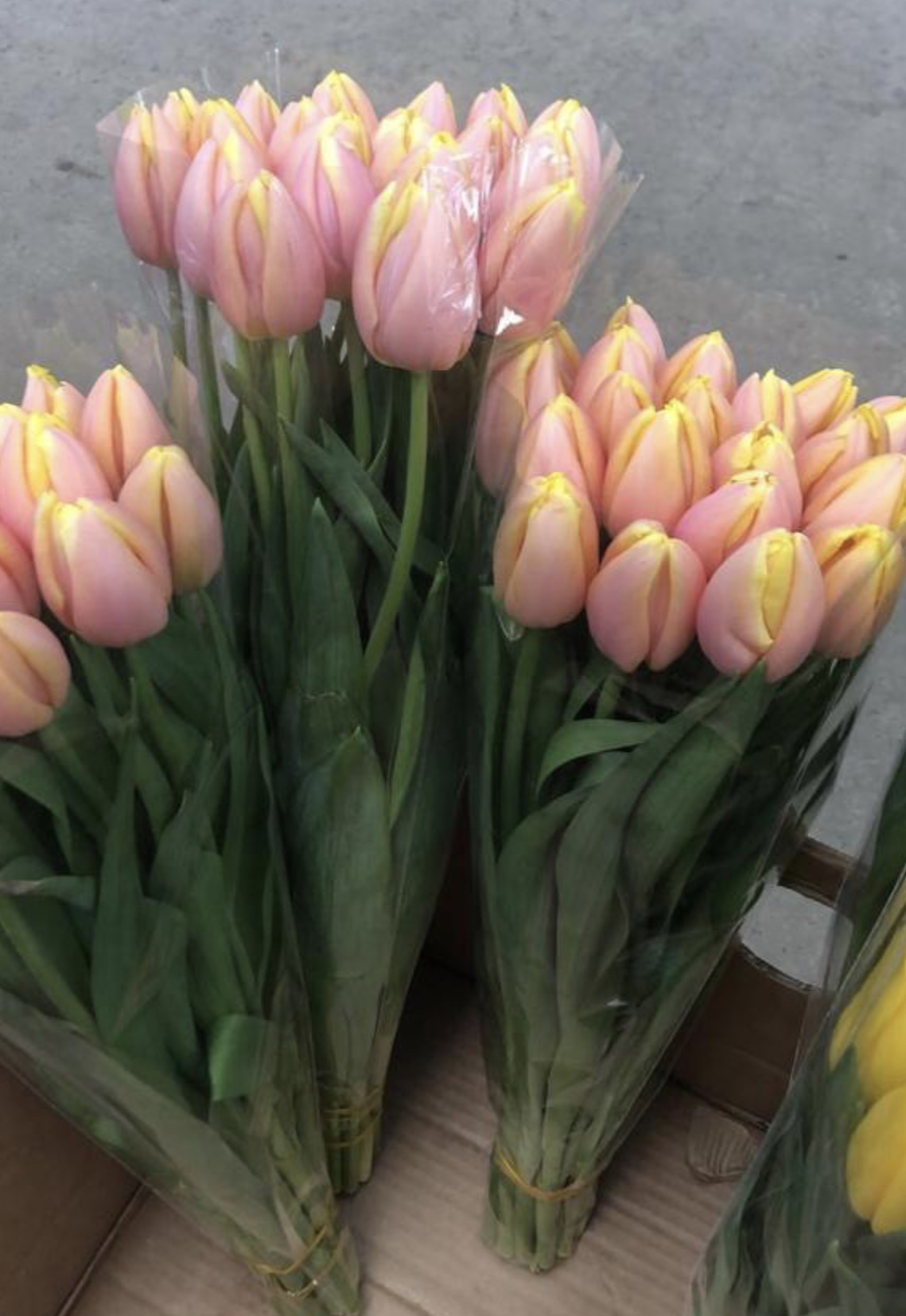 Антарктика