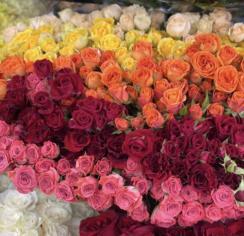 Роза кустовая