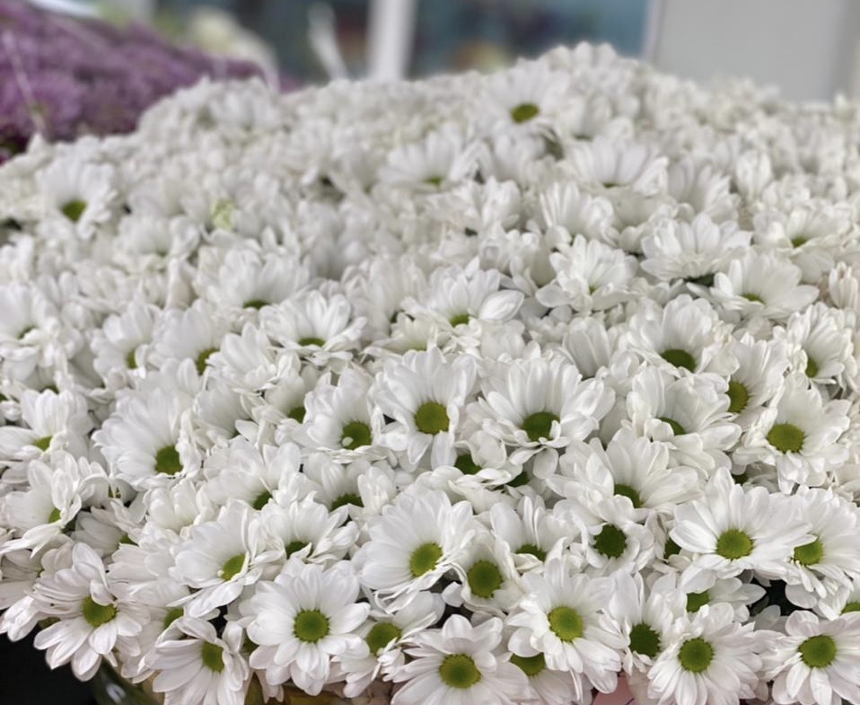 Хризантема ромашковидная