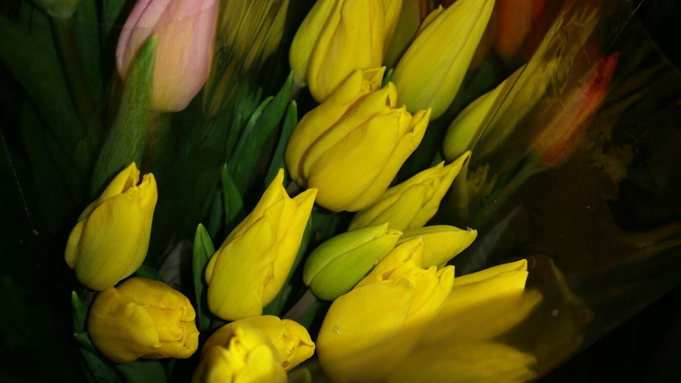 Тюльпаны желтые