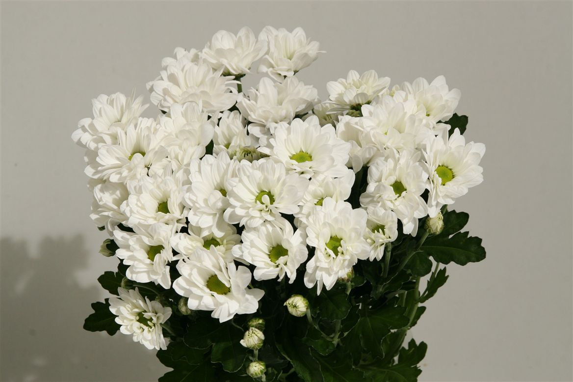 Хризантема бакарди 