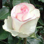 Дольчевита