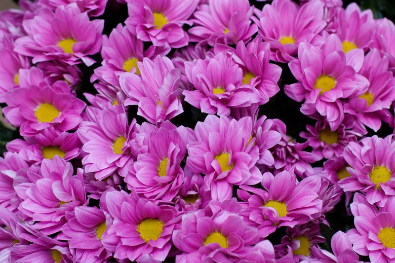 Хризантема Катинка