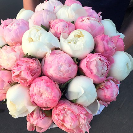 Розово белый Пионы