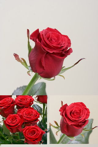  Мадем дельбар