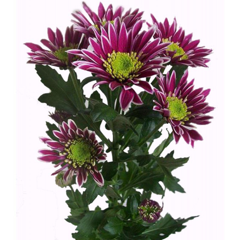 Хризантема Саба