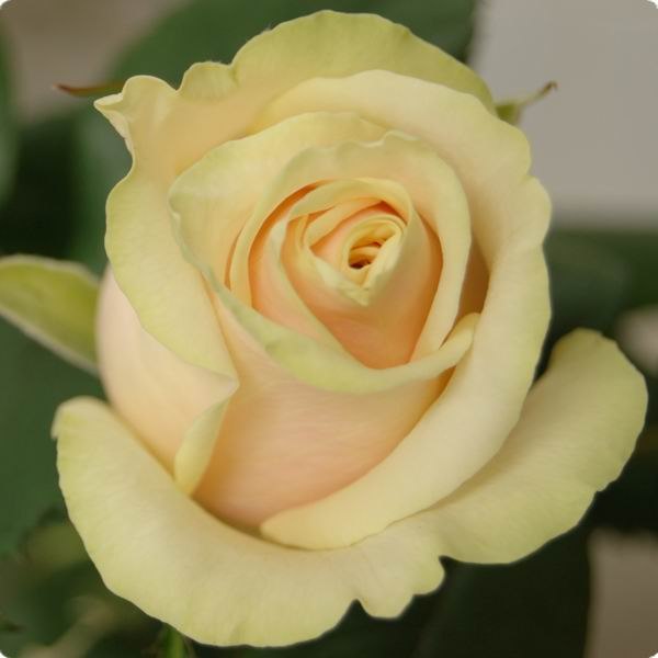 Аваланж Пич