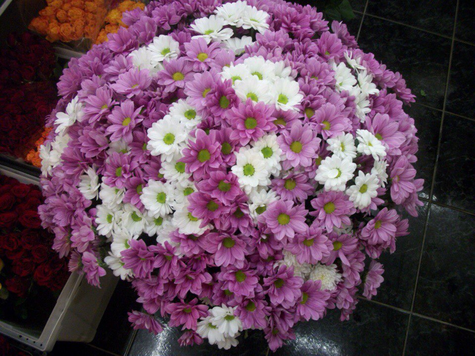 Хризантема бакарди 