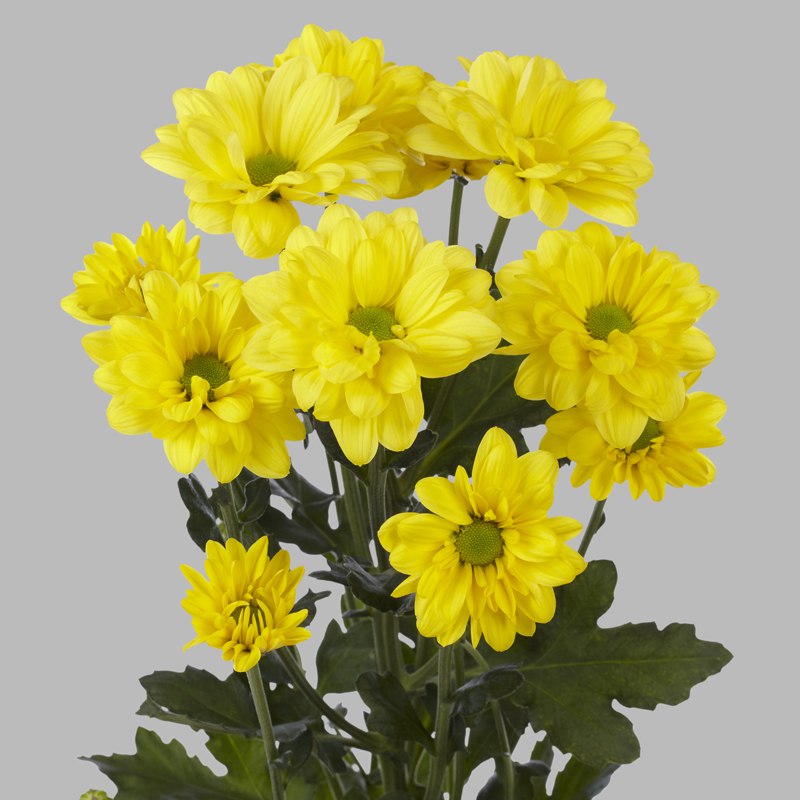 Хризантема бакарди  желтая